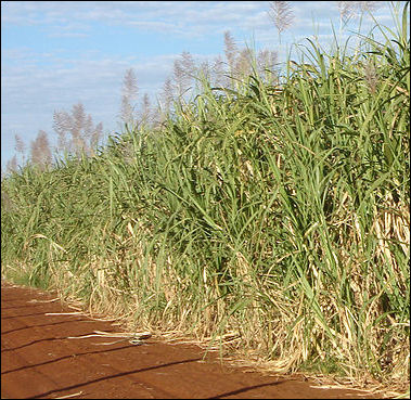 20120526-sugar cane _Sao_Paulo_01_2008_06.jpg
